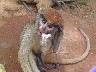 Monkey at the Pit